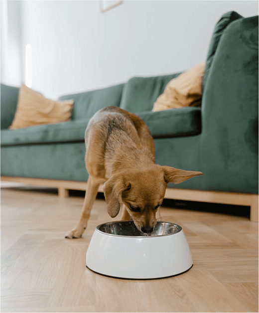 亞惿寵物生活館