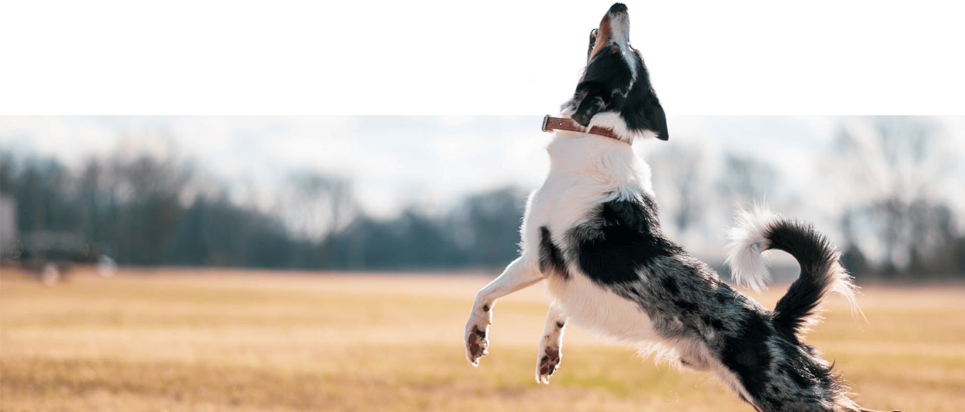 亞惿寵物生活館