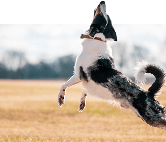 亞惿寵物生活館