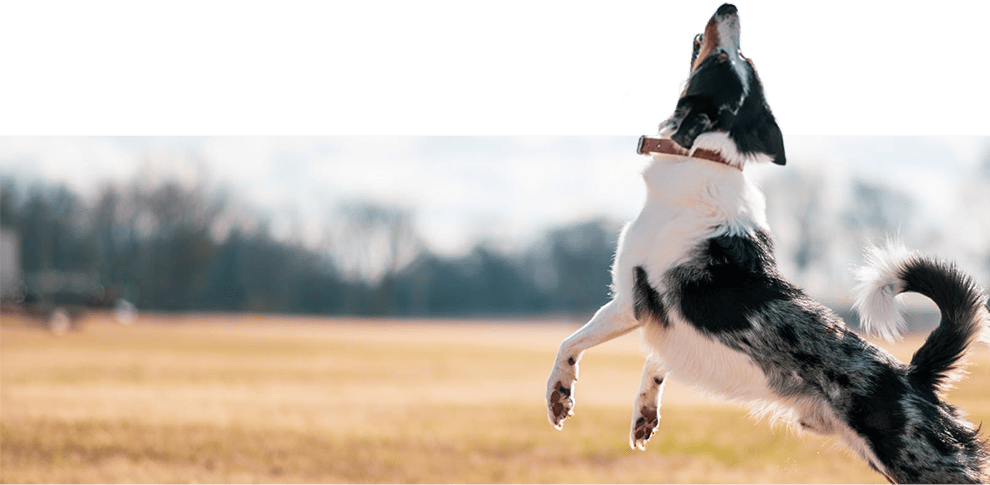 亞惿寵物生活館