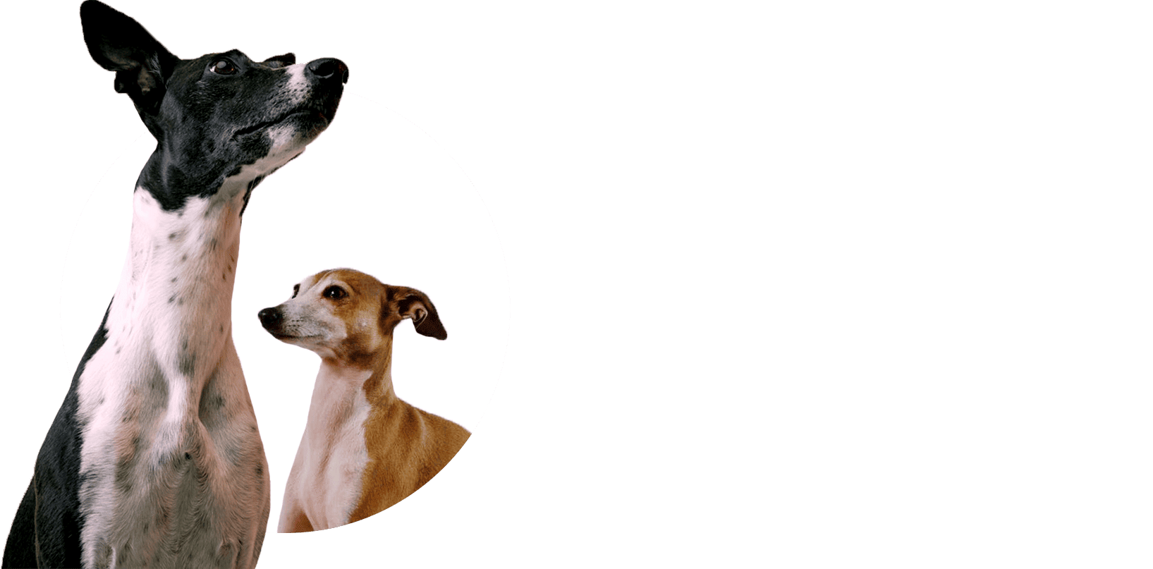 Organic Food Ingredients