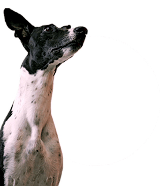 Organic Food Ingredients