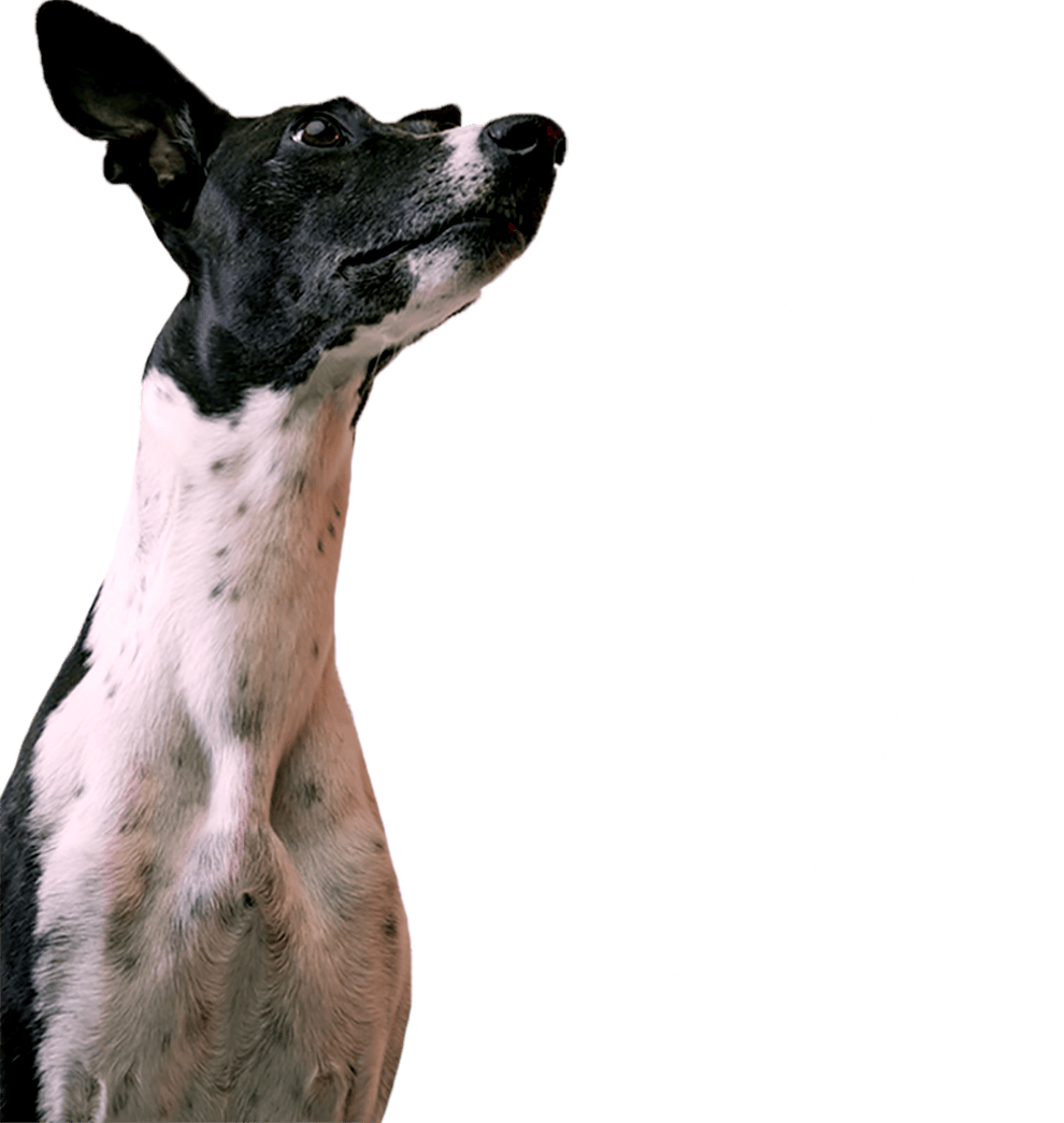 Organic Food Ingredients