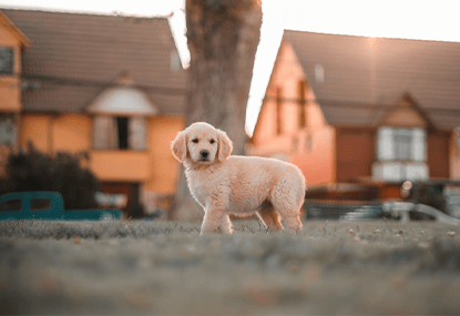 紐西蘭NZ Natural woof 狗狗香酥風乾鮮肉餐首次登場
