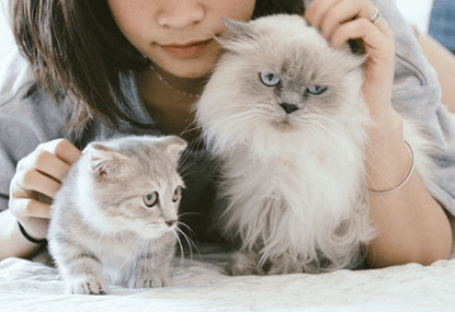 豪華貓抓屋，全面9折，要買要快