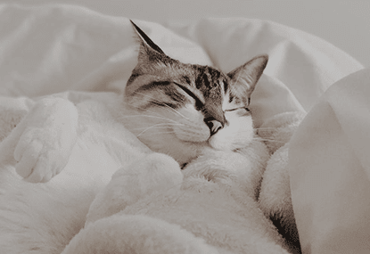 豪華貓抓屋，全面9折，要買要快